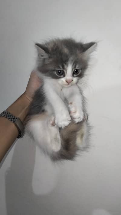 Kittens for sale at different prices.