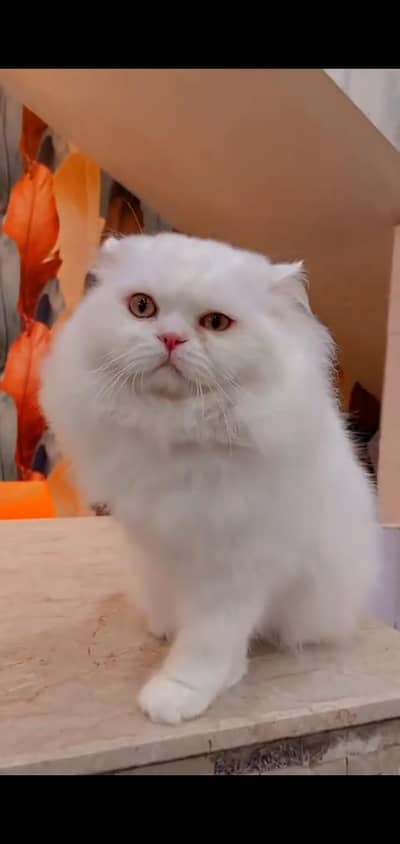 pure Persian kitten aur vaccinated triple long coted and littler trend