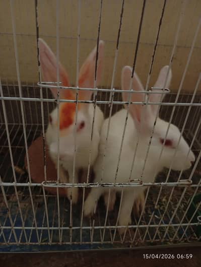 Rabbits| Rabbits Pair| Bunny | Khaorgosh | Rabbits in rawalpindi