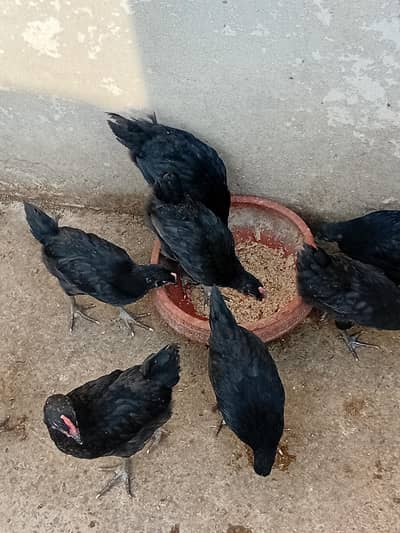 australorp set, single