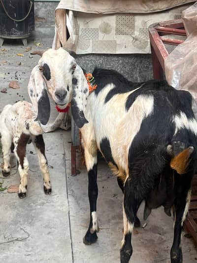 Desi Bakri with Maki cheena bacha