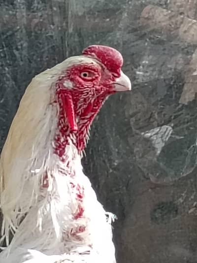 Qandhare Aseel Paper white Dubble body  white nook nalle