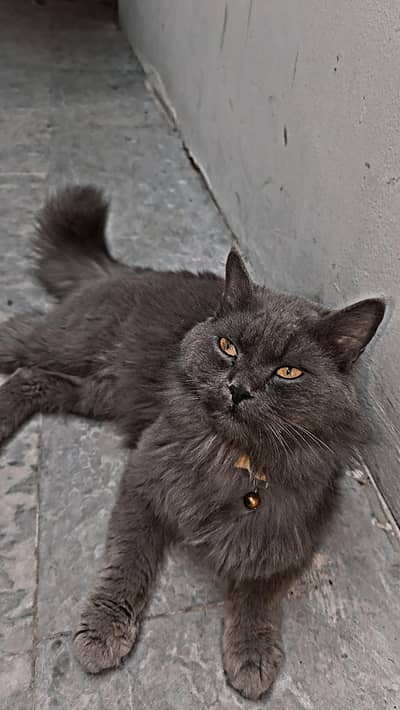 7-Month-Old Healthy Rare Grey Beauty