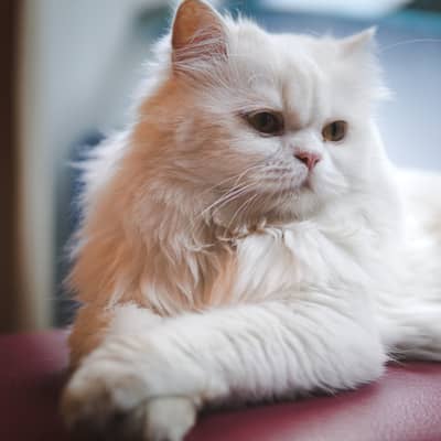 persian cat