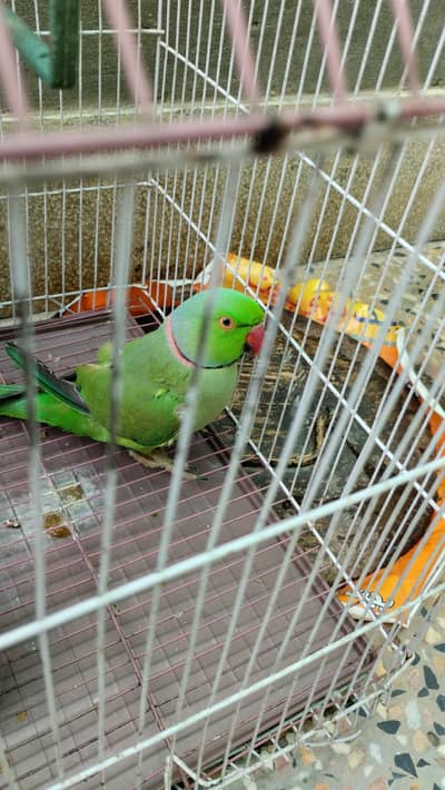 Parrot for sale