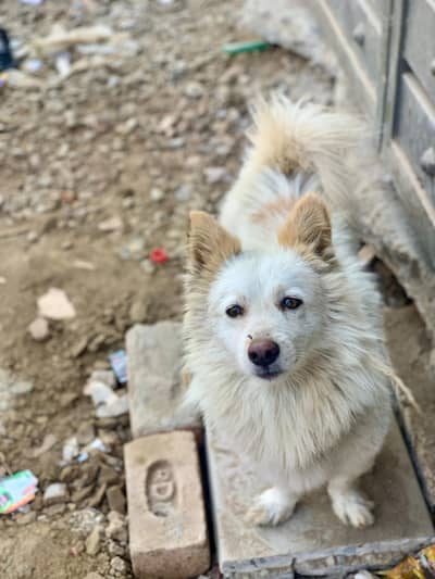 zero size Russian dog