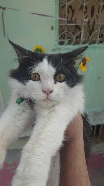 Selling this Persian Cat