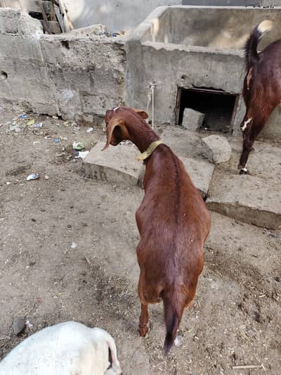 Pure Tapri nasal jora