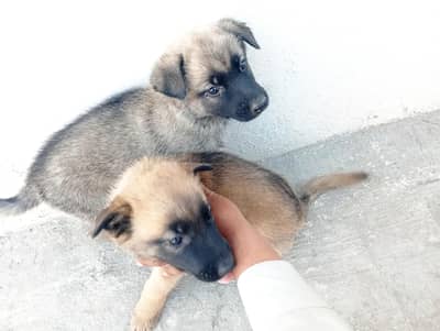 Dono male Hy dono ki nasal ki garanti ho gi