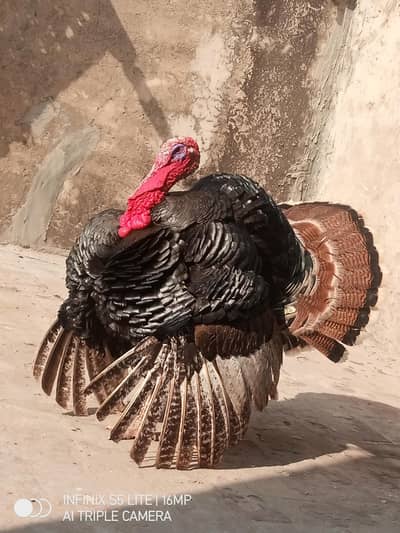 Turkey breeder male for sale