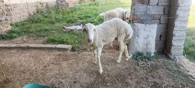 Bakra | Goat | Dumba | Sheep | Kajla | دمنبہ