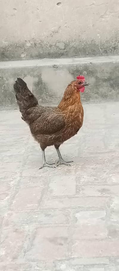 گولڈن مصری مادہ مرغیاں برائے فروخت - 2 سال عمر۔