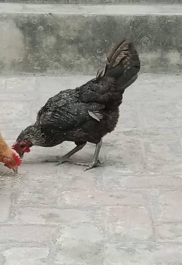 گولڈن مصری مادہ مرغیاں برائے فروخت - 2 سال عمر۔ 1