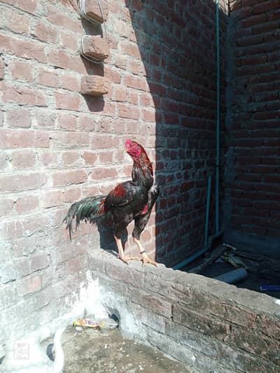 Sindhi murgha exchange with fancy pigeons
