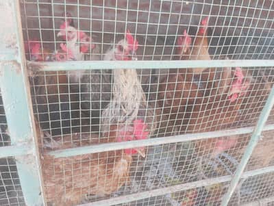 egg laying hens