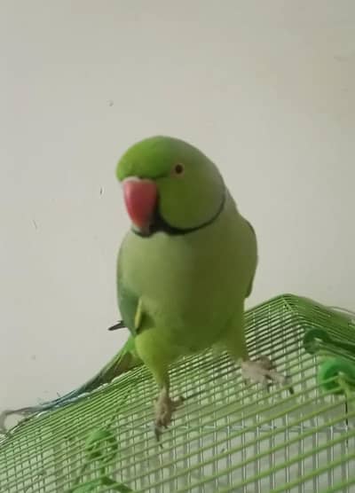 face to face talking pair