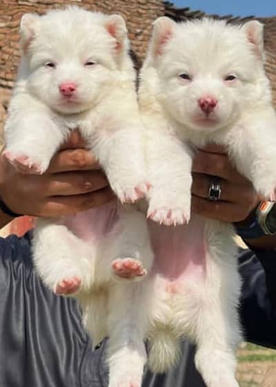 Russian puppies