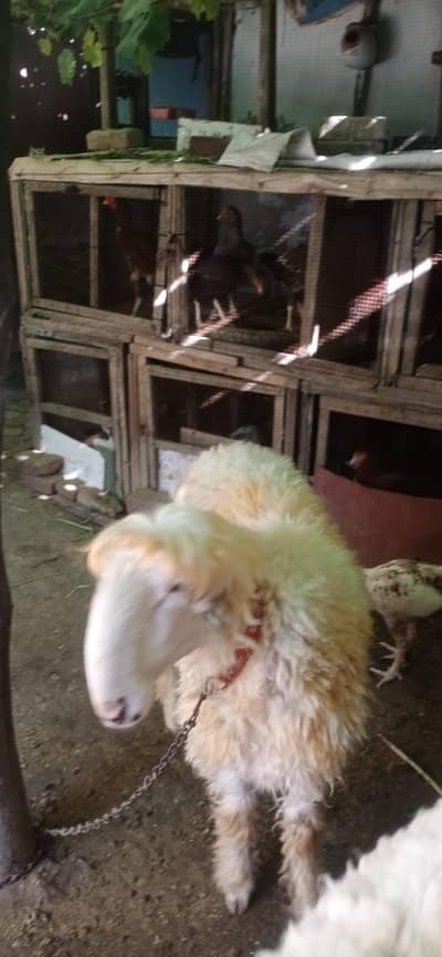 active and healthy and active