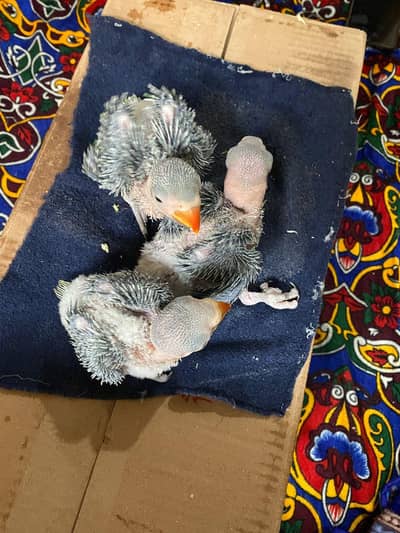 Raw baby  kashmiri big size