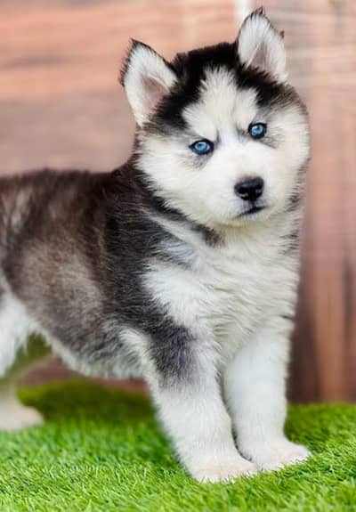 Husky puppies