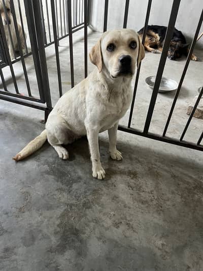 Labrador female