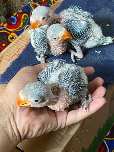 Raw kashmiri big size