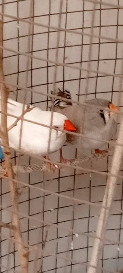 Different colors Finches for sale