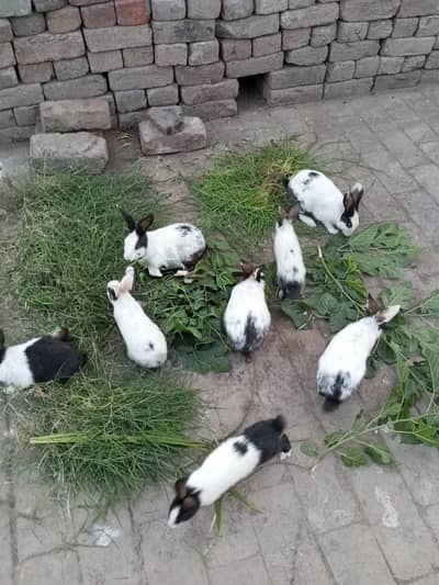 mix breed rabbits