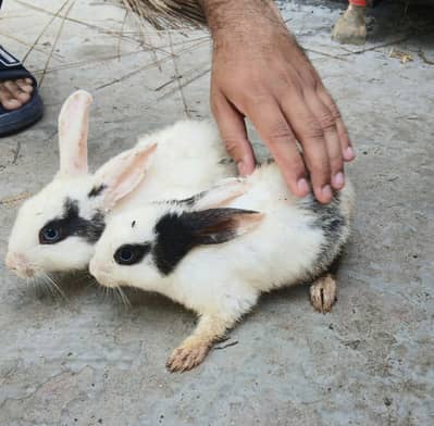 Beautiful rabbit baby's male female 1200 pair 700 per piece