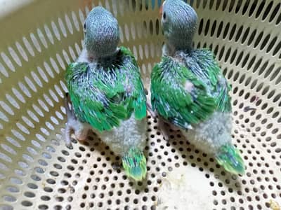 Ringneck Chicks Available