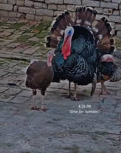 Turkey Bird A Beautiful Birds