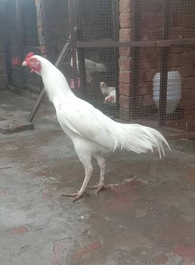 Top Quality Heera Aseel Male