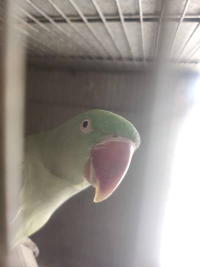 200% confirm breeder pair