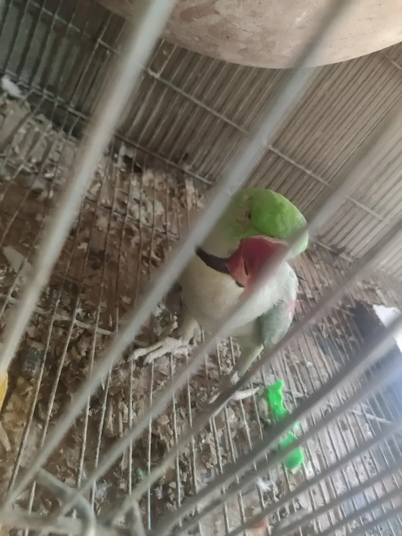 200% confirm breeder pair — photo 6