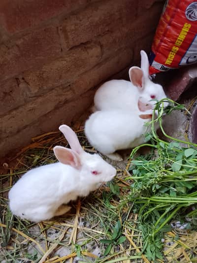 My 2 extra red eye white rabbit male looking new home