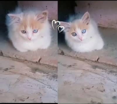 Russian cat for sale