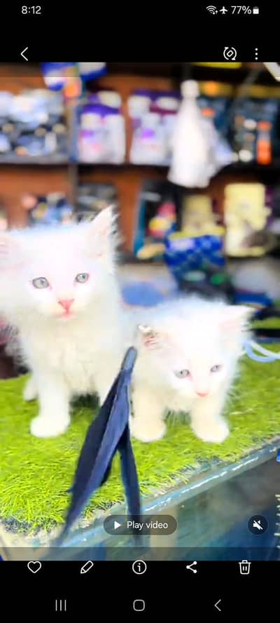 Quality Persian Punch face cat & kitten= Mor 03205959094=WhatsApp