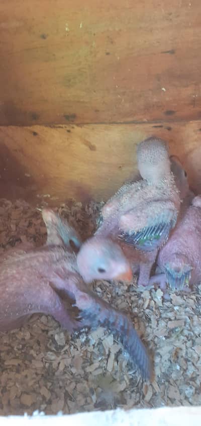 green ringneck chicks