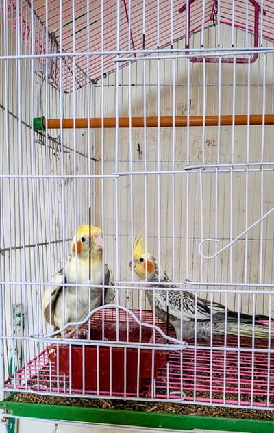 Coctail pair with Cage Hand tame and Danicing & whistle