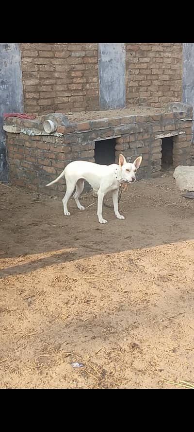 white flour double cotted