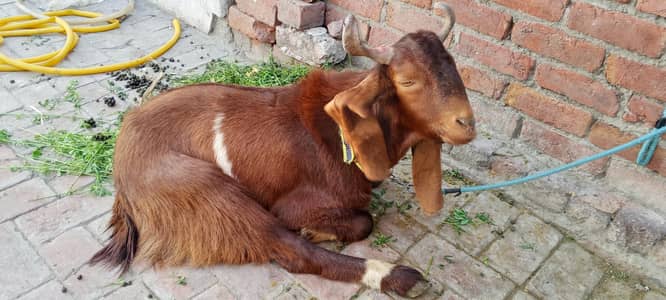 2 Qurbani Bakra Goats for sale