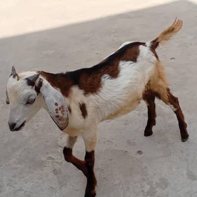 Desi Bakra Fancy Bakri sale contact 03454162260