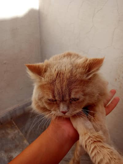 person triple coted cat