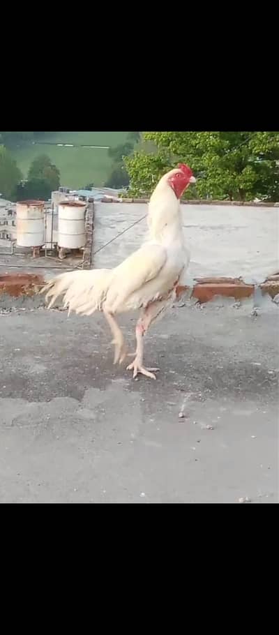 pure aseel Heera for sale