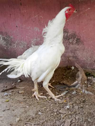 heera aseel paper white pair