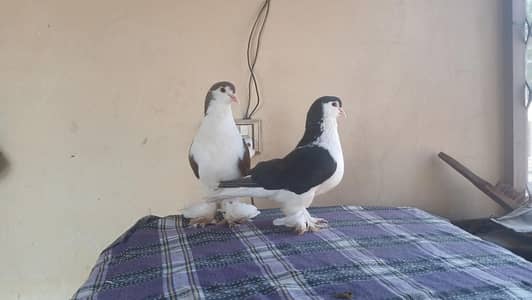 Lahore Sherazi Pigeon(male)