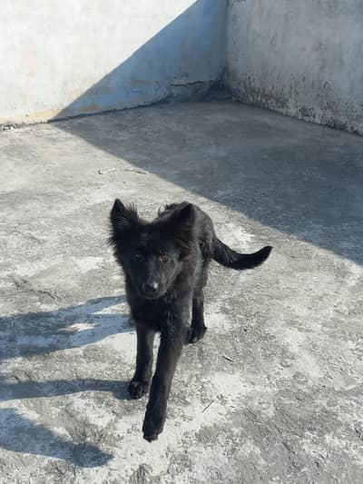 German shepherd female long coat