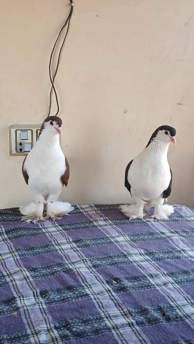 Lahore Sherazi Pigeon male