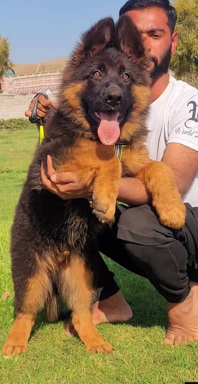 Gurman Shaft Dog My WhatsApp 03436966924  //&@$##$@3#$2