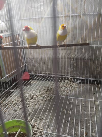 Jawa Finch and Lady gouldian